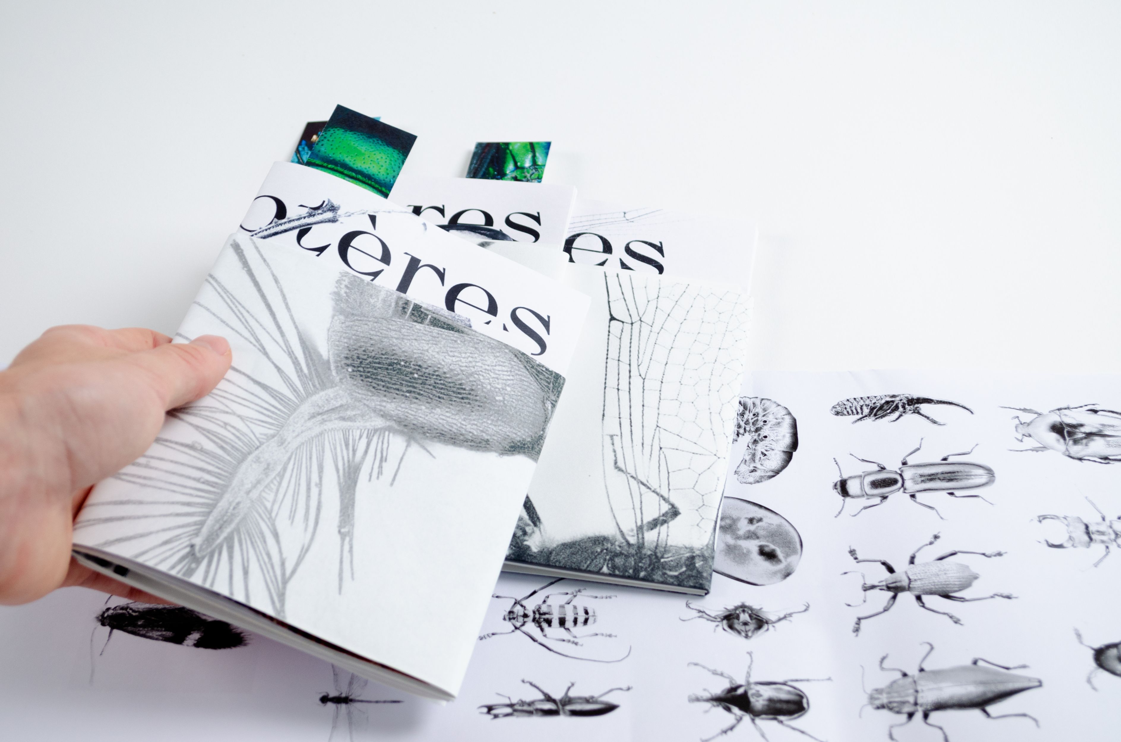Goodies carte postale du kit collectionnable des insectes (Coléoptères).